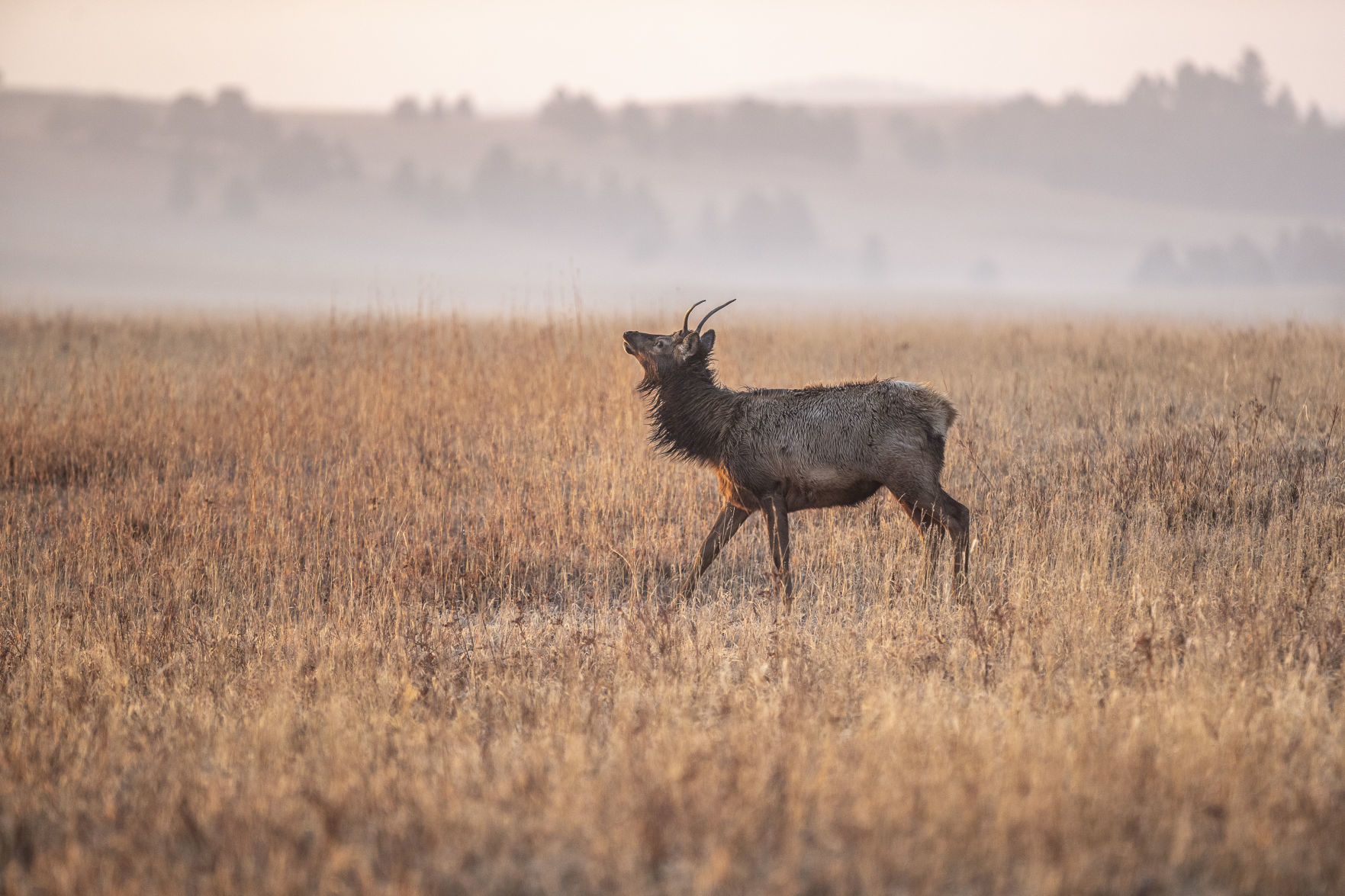 Custer State Park